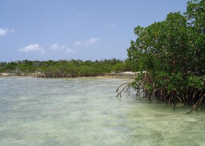 Mangroves that grow along the edges of islands