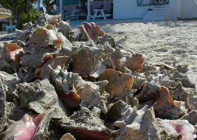 Conch is kept in the water in front of Da Conch Shack until it is "cracked" just before being prepared, leaving mounds of colorful shells.